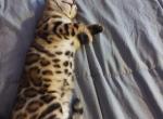 Phoenix - Bengal Kitten For Sale - Providence, RI, US