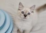 BluePizza - Ragdoll Kitten For Sale - Clearwater, FL, US