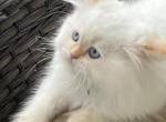 Tabasco - Himalayan Kitten For Sale - Annapolis, MD, US