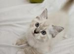 BrownTigger - Ragdoll Kitten For Sale - Clearwater, FL, US