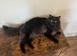 Binx - American Longhair Cat For Adoption - 