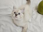 BrownTigger - Ragdoll Kitten For Sale - Clearwater, FL, US