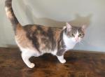 Poppy - Domestic Cat For Adoption - 