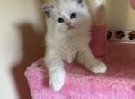 Sushi - Ragdoll Kitten For Sale - Palos Park, IL, US