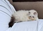 Chocolate Lynx Point and White Male - Persian Kitten For Sale - 