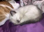 Doesnt have one - Domestic Kitten For Adoption - 