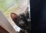 Not one yet - Domestic Kitten For Adoption - 