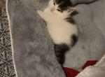 Little one - Domestic Kitten For Adoption - All Healing Springs, NC, US