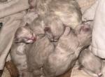 bunny litter - Ragdoll Kitten For Sale - Williamsport, OH, US