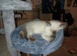 Dean  Duke  Ling - Himalayan Kitten For Sale - Evans, CO, US