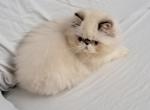 Chocolate Lynx Point and White Female - Himalayan Kitten For Sale - 