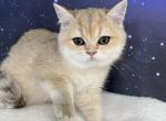 Scarlett British Shorthair Golden ticked Girl - British Shorthair Kitten For Sale - Odessa, FL, US