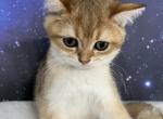 Quincy Scottish Fold Golden Shaded Boy - Scottish Straight Kitten For Sale - 