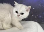 Sabrina British Shorthair Silver ticked girl - British Shorthair Kitten For Sale - Odessa, FL, US