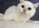 Saint British Shorthair Silver Colorpoint Girl - British Shorthair Kitten For Sale - Odessa, FL, US