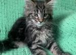 Female A - Maine Coon Kitten For Sale - Virginia Beach, VA, US