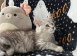 Female N - Maine Coon Kitten For Sale - Virginia Beach, VA, US