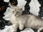 Male L - Maine Coon Kitten For Sale - Virginia Beach, VA, US