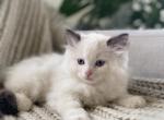 Unity - Ragdoll Kitten For Sale - Bonners Ferry, ID, US