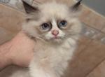 pricess fluffy head seal bi color - Ragdoll Kitten For Sale - NY, US