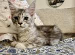 Butterfly - Maine Coon Kitten For Sale - 