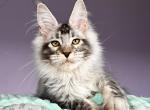 Zeusn - Maine Coon Kitten For Sale - Charlottesville, VA, US