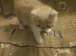 Exotic Shorthair Female Cream Kitten - Exotic Kitten For Sale - 