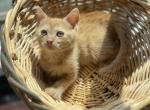 Cute Orange Kitty - American Shorthair Kitten For Sale - Springdale, AR, US