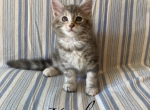 Adorable Purebred MaineCoon Kittens - Maine Coon Kitten For Sale - Orange, CA, US