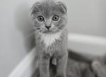 Mila - Scottish Fold Kitten For Sale - Quincy, MA, US