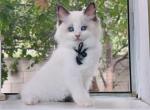 R032 - Ragdoll Kitten For Sale - Los Angeles, CA, US