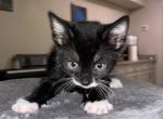 NA - Domestic Kitten For Sale - North Sacramento, CA, US