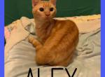 Alex - Munchkin Cat For Sale - 