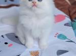 Lily - Persian Kitten For Sale - 