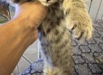 No name - Domestic Kitten For Adoption - 