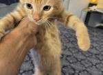 None - Domestic Kitten For Sale - 