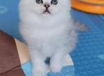 Izzy - Persian Kitten For Sale - 