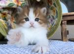 Robin - Munchkin Kitten For Sale - 