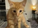 I am waiting for my new family to name me - Domestic Kitten For Sale - Chicago Ridge, IL, US