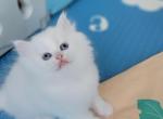 Bam Bam - Persian Kitten For Sale - East Stroudsburg, PA, US