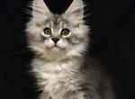 Beautiful Maincoon Girl - Maine Coon Kitten For Sale - Brooklyn, NY, US