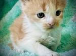 Maine coon MALE POLYDACTYL Kitten - Maine Coon Kitten For Sale - 