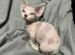 Winona - Munchkin Kitten For Sale - Miami, FL, US