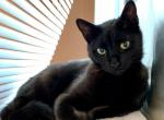 Ana - American Shorthair Cat For Adoption - CA, US