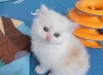 Cheddar - Persian Kitten For Sale - East Stroudsburg, PA, US