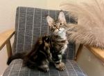 Maine Coon Kittens - Maine Coon Kitten For Sale - Tyler, TX, US