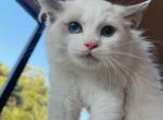 Hades - Ragdoll Kitten For Adoption - Tampa, FL, US