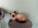 Luna - Siamese Kitten For Sale - Philadelphia, PA, US