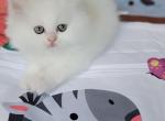 Charlie - Persian Kitten For Sale - East Stroudsburg, PA, US