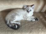 Blue and Seal Lynx Point - Ragdoll Kitten For Sale - 